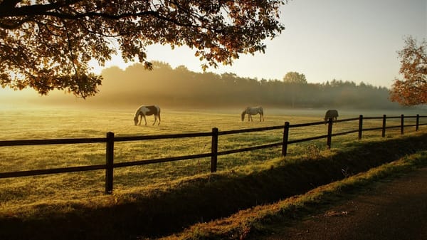 Chesterton's Fence